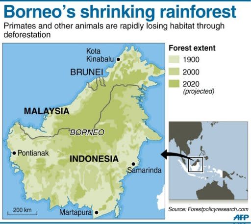 Graphic showing projected loss of forest cover to 2020 on the Indonesia and Malaysian island of Borneo