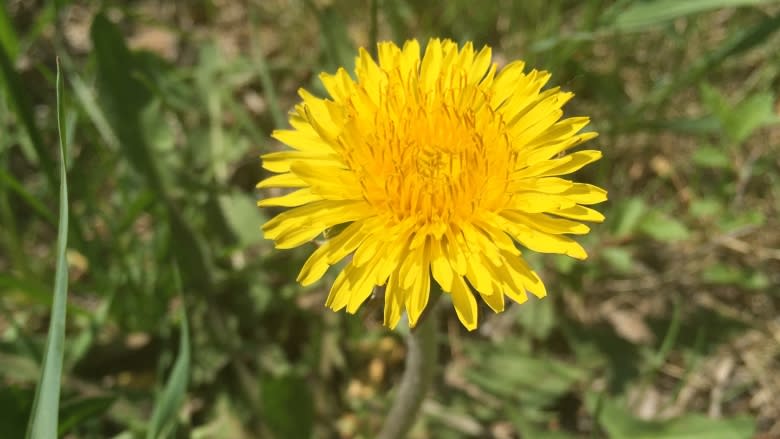 Delicious dandelions: If you can't beat 'em, eat 'em