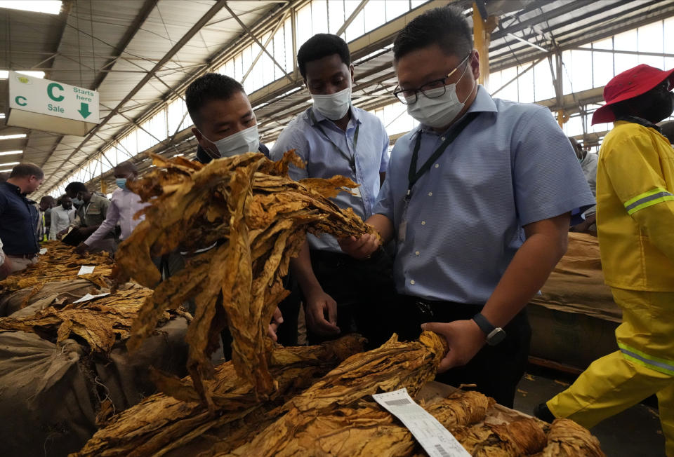 Chinese buyers inspect the tobacco at the official opening of the tobacco marketing season in Harare, Zimbabwe, Wednesday, March, 8, 2023. Zimbabwe's tobacco is expected to increase following good rains as more farmers have planted this crop. Tobacco is one of the biggest export earners in the Southern African country. (AP Photo/Tsvangirayi Mukwazhi)