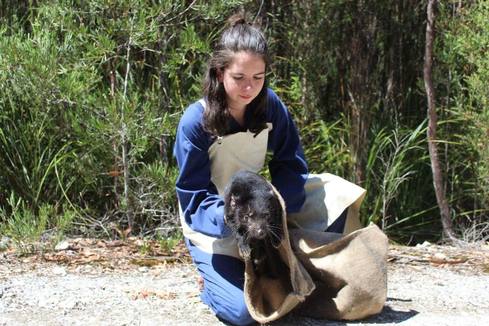 The author releases a Tasmanian devil into the wild after sampling for diet analysis. Ariana Ananda, Author provided