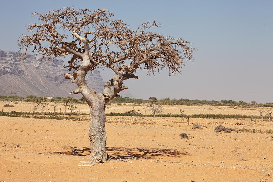 <p>Terrorist operatives and armed groups in Somalia continue to attack Somali authorities, making it a no-go zone for travellers. The East African country is home to a variety of amazing floral and fauna, which sadly, most people will never get to see.</p>