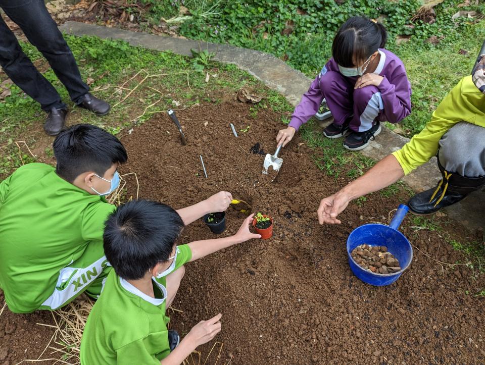 學生鬆土後將石塊挑出,放入育苗後的菜苗