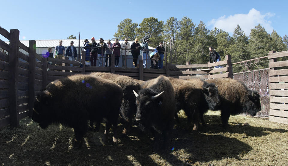 Some of the 35 Denver Mountain Park bison wait in a corral to be transferred to representatives of four Native American tribes and one memorial council as they reintroduce the animals to tribal lands, Wednesday, March 15, 2023, near Golden, Colo. (AP Photo/David Zalubowski)