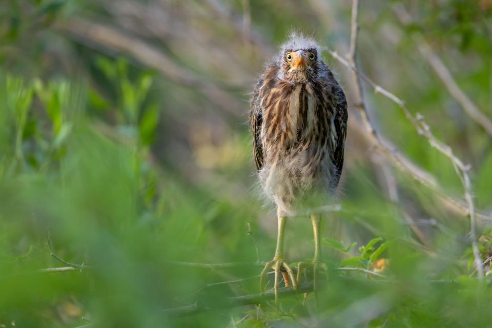 Photo of a juvenile green heron at Greenfield Lake that made it into the top 100 entries in the Audubon Society's 2023 Audubon Photography Awards.
