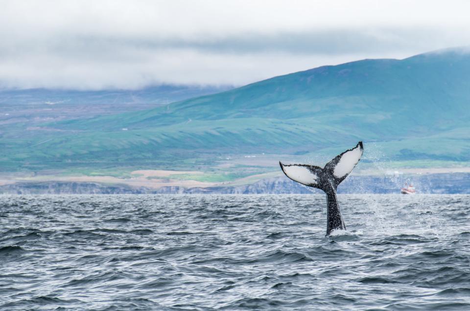 The tail of a whale sticking out of a body of water in Iceland
