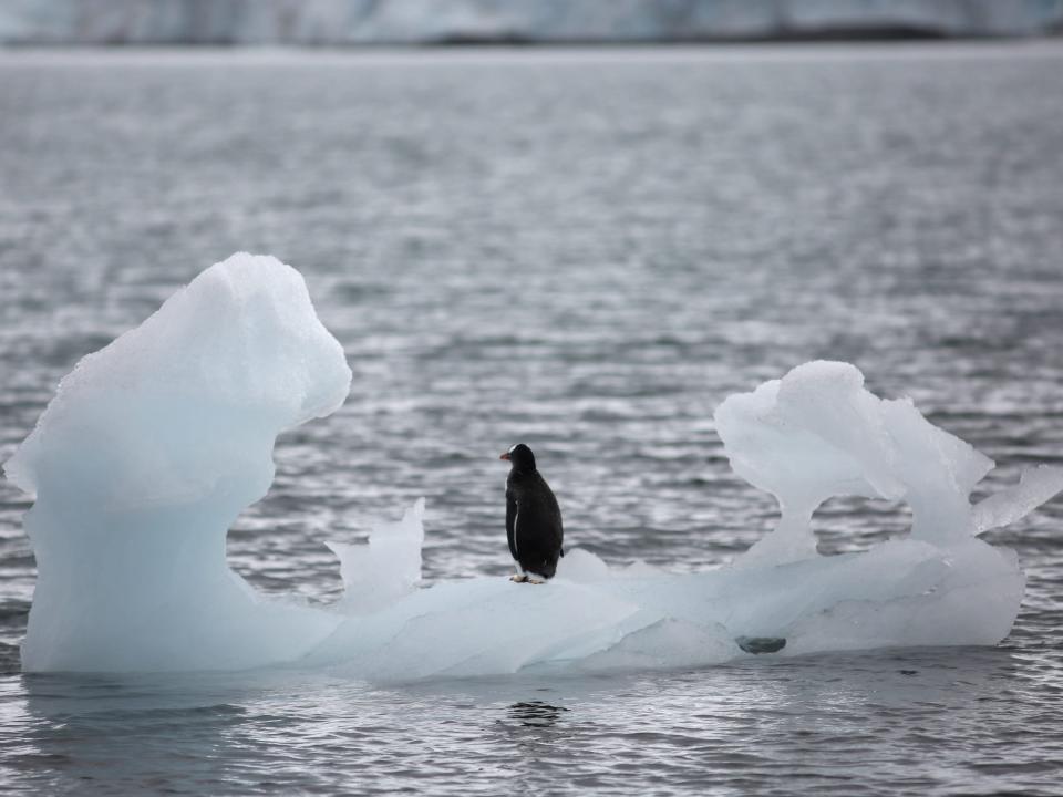 penguin stands on iceberg in ocean