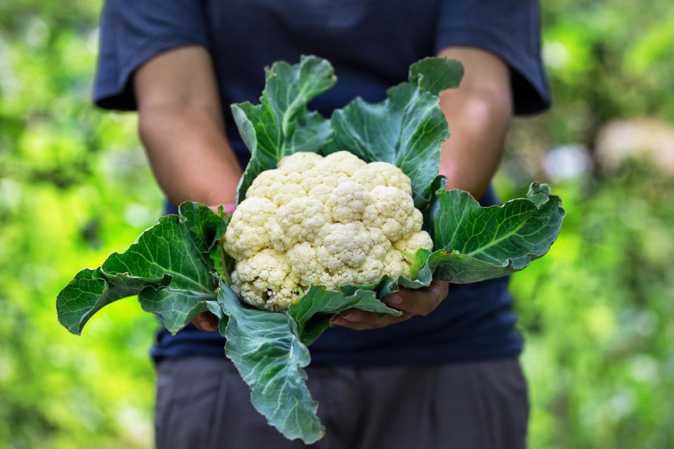 <p>Cauliflower season varies across the U.S., but its peak tends to be from September through November. Embrace the flavors of fall with <a href="https://www.thedailymeal.com/recipes/curried-cauliflower-and-carrots-recipe-0?referrer=yahoo&category=beauty_food&include_utm=1&utm_medium=referral&utm_source=yahoo&utm_campaign=feed" rel="nofollow noopener" target="_blank" data-ylk="slk:curried cauliflower;elm:context_link;itc:0;sec:content-canvas" class="link ">curried cauliflower</a> or <a href="https://www.thedailymeal.com/recipes/everything-roasted-cauliflower-recipe?referrer=yahoo&category=beauty_food&include_utm=1&utm_medium=referral&utm_source=yahoo&utm_campaign=feed" rel="nofollow noopener" target="_blank" data-ylk="slk:everything roasted cauliflower;elm:context_link;itc:0;sec:content-canvas" class="link ">everything roasted cauliflower</a>. Cauliflower also has plenty of creative uses beyond “side dish.” Use it in vegetarian-friendly versions of classic bar bites, like <a href="https://www.thedailymeal.com/recipes/vegetarian-buffalo-chicken-dip-recipe-recipe?referrer=yahoo&category=beauty_food&include_utm=1&utm_medium=referral&utm_source=yahoo&utm_campaign=feed" rel="nofollow noopener" target="_blank" data-ylk="slk:vegetarian Buffalo dip;elm:context_link;itc:0;sec:content-canvas" class="link ">vegetarian Buffalo dip</a> or <a href="https://www.thedailymeal.com/recipes/korean-air-fried-cauliflower-recipe?referrer=yahoo&category=beauty_food&include_utm=1&utm_medium=referral&utm_source=yahoo&utm_campaign=feed" rel="nofollow noopener" target="_blank" data-ylk="slk:Korean-fried cauliflower;elm:context_link;itc:0;sec:content-canvas" class="link ">Korean-fried cauliflower</a>. It also does well as a swap for grains, like in this <a href="https://www.thedailymeal.com/recipes/roasted-cauliflower-couscous-salad-pickled-apricots-carrot-top-salsa-verde-recipe?referrer=yahoo&category=beauty_food&include_utm=1&utm_medium=referral&utm_source=yahoo&utm_campaign=feed" rel="nofollow noopener" target="_blank" data-ylk="slk:“couscous” recipe;elm:context_link;itc:0;sec:content-canvas" class="link ">“couscous” recipe</a>.</p>