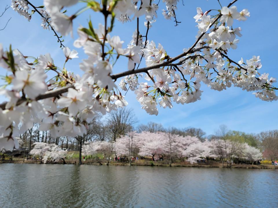 Up-close cherry blossoms frame a view of blossoming trees in the near distance across a lake.