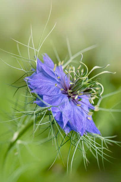 an exotic looking purple flower