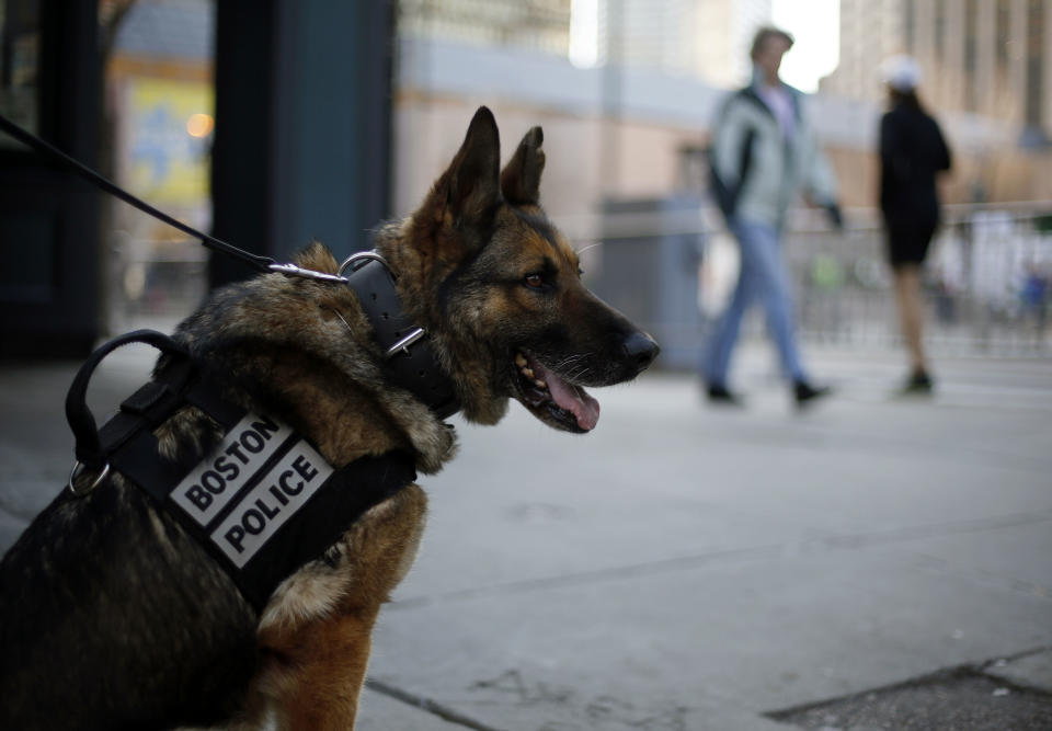 A Boston Police bomb detection dog sits near the finish line of the 118th Boston Marathon Monday, April 21, 2014 in Boston. (AP Photo/Robert F. Bukaty)