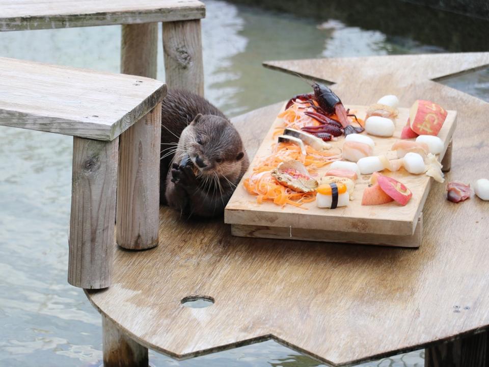 <p>大森山動物園為慶祝人氣水獺的六歲生日，特地準備超澎拜「刺身饗宴」，水獺興奮搓手手表示：「偶要開動了～」（圖／Twitter@omoriyama_zoo）</p>
