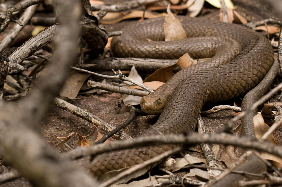 A large Eastern Brown Snake about to Shed seen among leaves and twigs