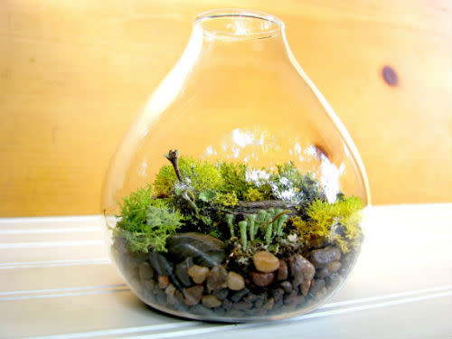 Desktop Lichen Terrarium