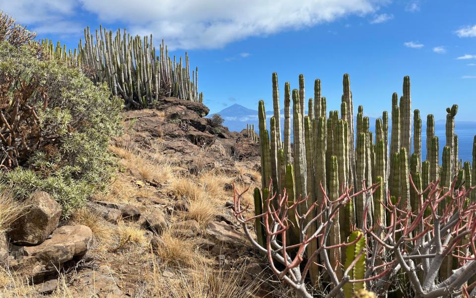 There are plenty of picturesque hiking trails on La Gomera