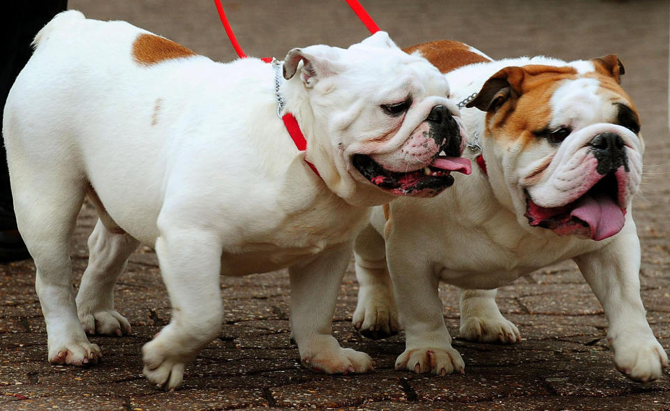 Two Bulldogs at the Crufts dog show (PA)