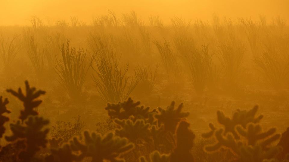 At sunrise, fog descends on an ocotillo forest in Anza-Borrego Desert in Southern California. Less moisture and hotter temperatures driven by climate change are killing off desert vegetation, new UC Irvine research finds.