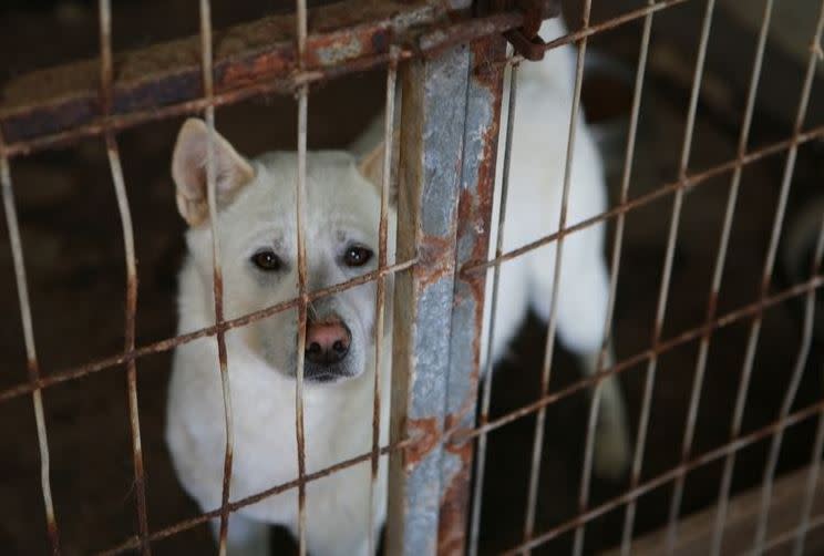 老翁領養2隻珍島犬後，竟馬上將牠們宰殺做湯。（圖／翻攝自維基百科）