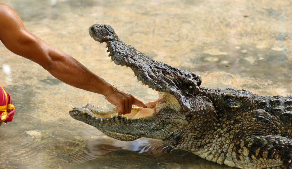 Man places arm in crocodile's open mouth