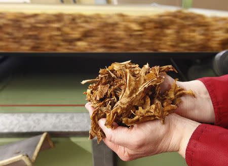 A employee holds tobacco leaves during cigarettes manufacturing process in the British American Tobacco Cigarette Factory (BAT) in Bayreuth, southern Germany, in this April 30, 2014 file photograph. REUTERS/Michaela Rehle /Files