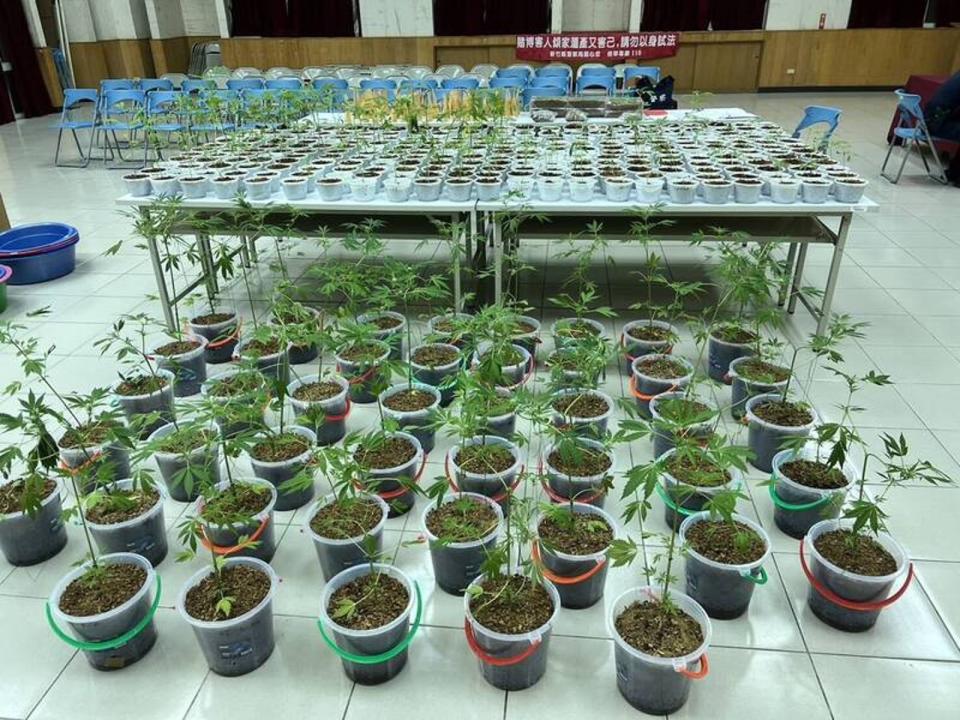 警方在林嫌位於新豐鄉透天厝裡的大麻農場裡，查扣260株即將收成的大麻。（翻攝畫面）