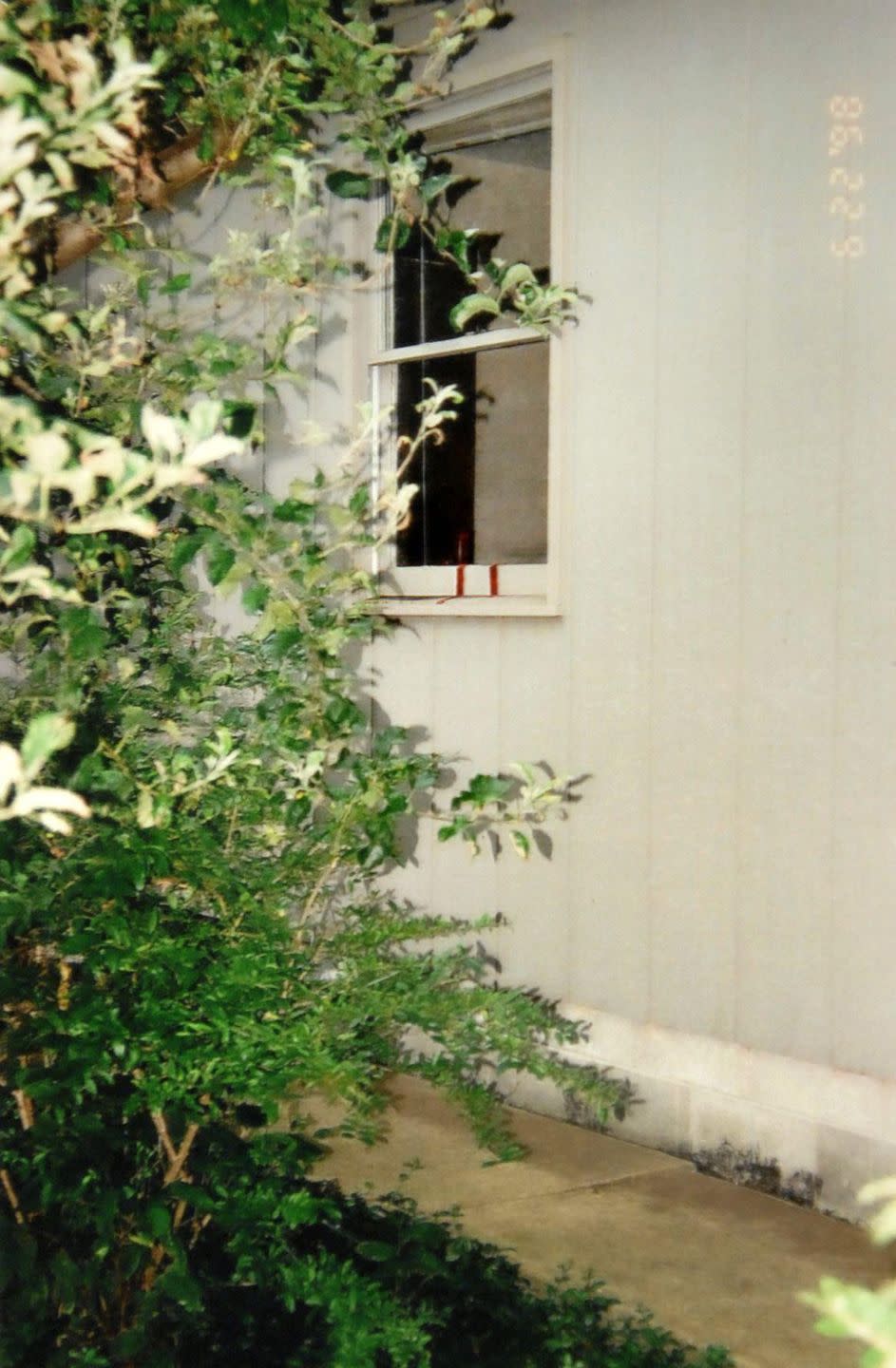 a window with white flowers