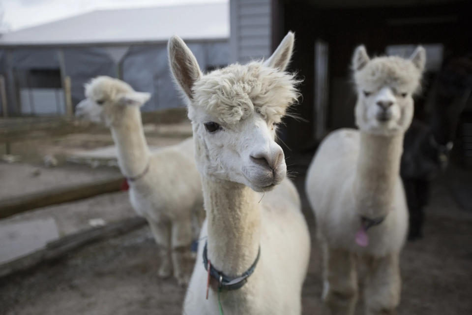 Three alpacas at the LondonDairy Alpacas Ranch in Two Rivers.