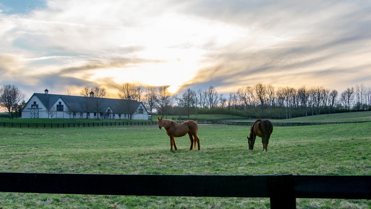 Just outside Nicholasville, Kentucky these horse find a few sweet blades of grass in their pasture.