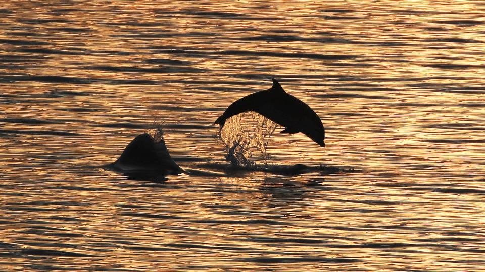 Die Jagd auf Delfine hat in den letzten Jahren weiter zugenommen, sagen Tierschützer. (Bild: dpa)