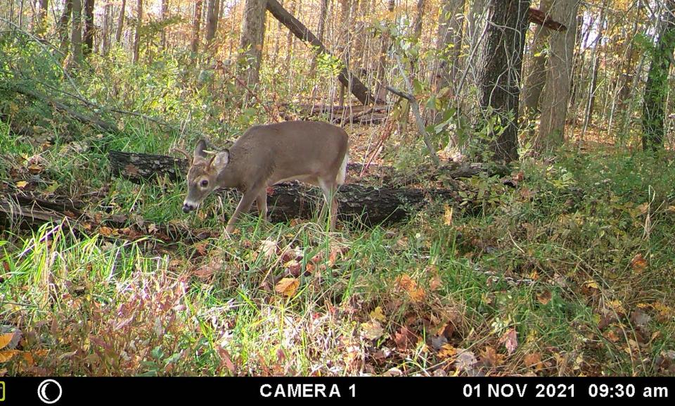 A young buck walks by a trail camera Nov. 1 in Somerset County. The two-week rifle deer season started Nov. 27.