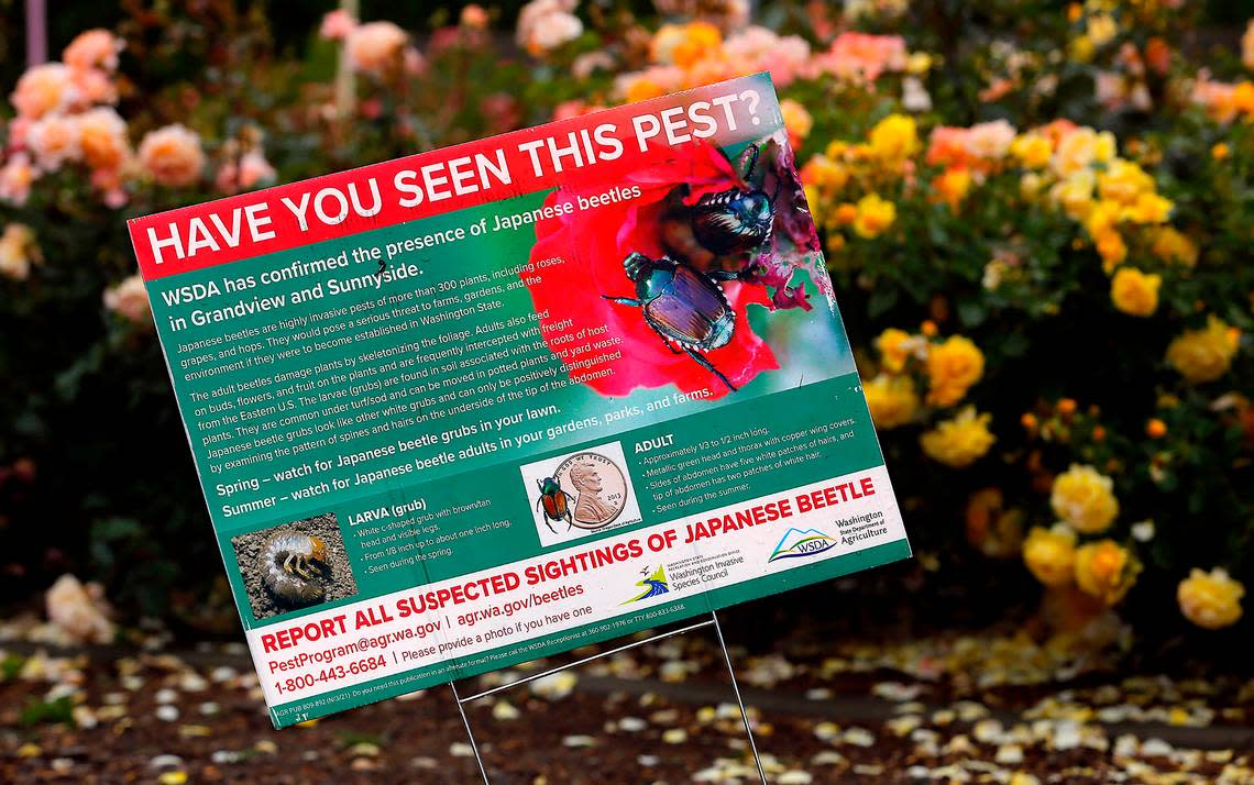 A sign at the WSU Benton Franklin Master Gardener Demonstration Garden in Kennewick asks residents to be on the lookout for invasive Japanese beetles and report suspected sightings.