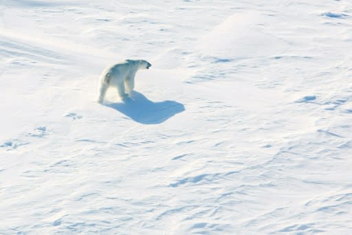 One expert believes that if the ice-free period increases, polars will likely migrat to northern Canada, and those who stay will eventually be killed off