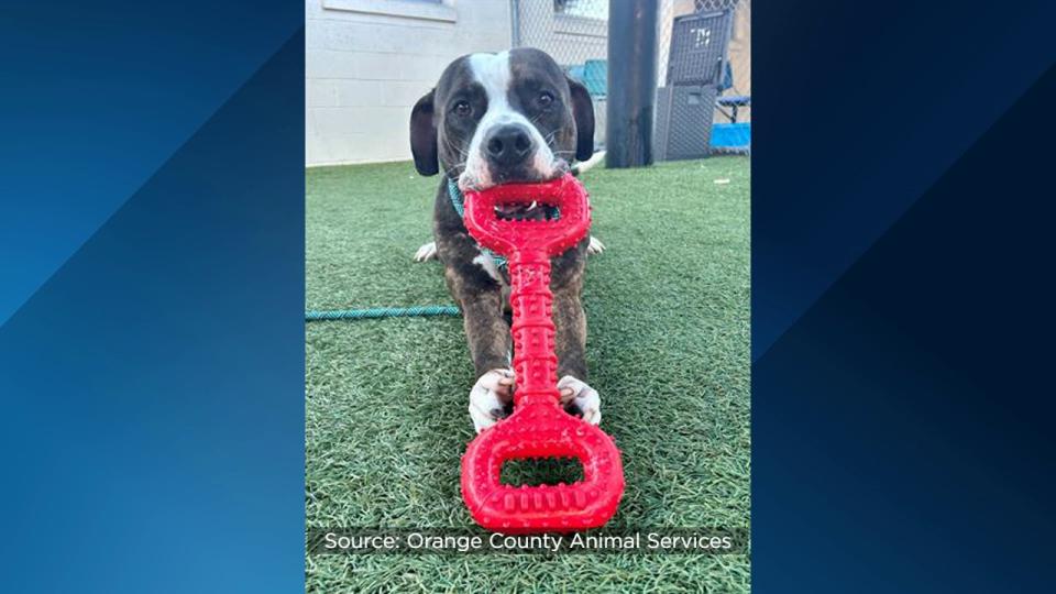 Nicholas, a 3-year-old, 67-pound pup, has called the shelter home for 95 days, making him the shelter’s longest canine resident.