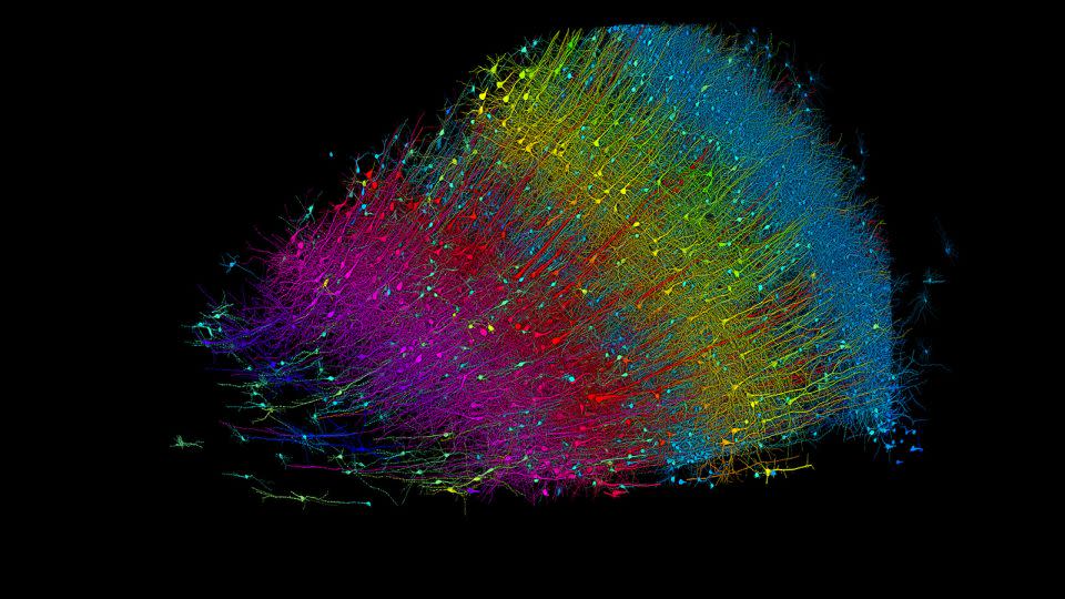 Η τρισδιάστατη εικόνα παραπάνω δείχνει διεγερτικούς νευρώνες χρωματισμένους ανάλογα με το βάθος τους από την επιφάνεια του εγκεφάλου.  Οι μπλε νευρώνες είναι εκείνοι που βρίσκονται πιο κοντά στην επιφάνεια και το φούξια σηματοδοτεί το πιο εσωτερικό στρώμα.  – Google Research & Lichtman Lab/Πανεπιστήμιο Χάρβαρντ