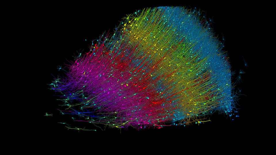 The 3D image above shows excitatory neurons colored by depth from the brain's surface.  Blue neurons are closest to the surface and fuchsia marks the innermost layer.  - Google Research and Lichtman Lab/Harvard University