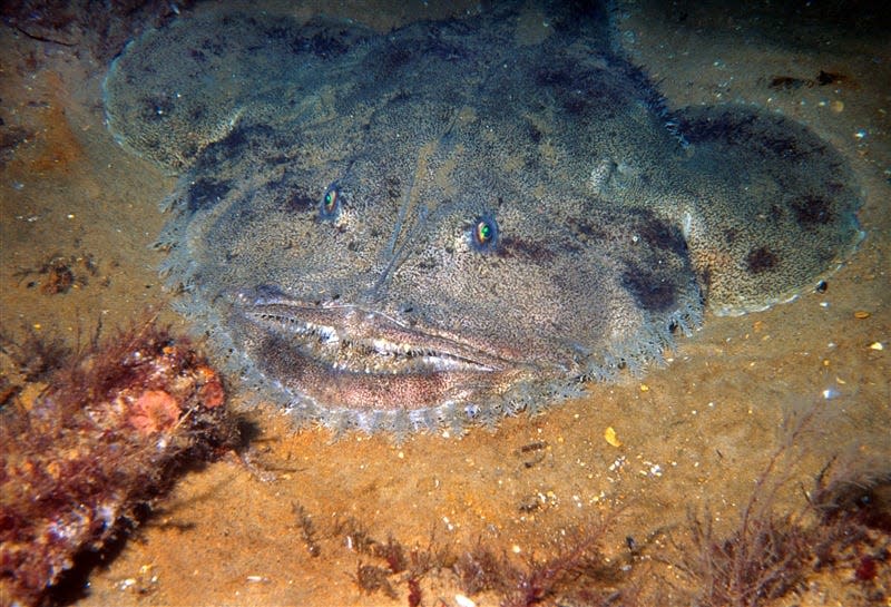 Monkfish for centuries were thought of as a trash fish getting their nickname from the monks who would go to the fishermen begging for leftovers.