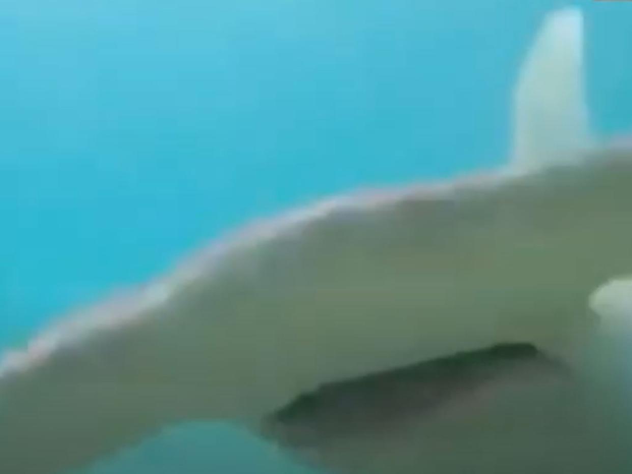 Dion Creek was spear-fishing in Queensland when he had the shark close encounter (Screengrab/9News)