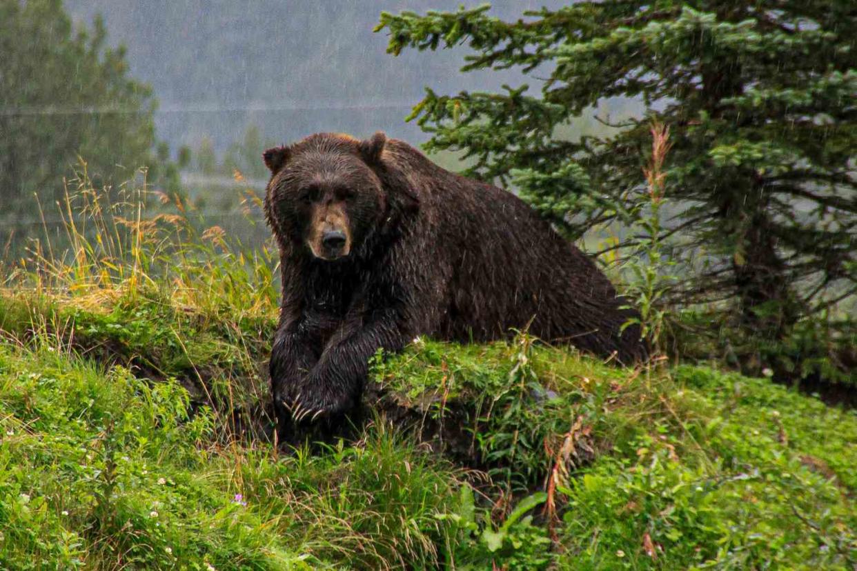 <p>Getty</p> Brown Bear in Alaska