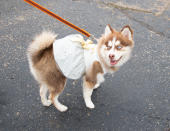 <p>A four-legged bridesmaid pup roams the grounds. Dogs had to be at least 1 year old to be married.</p>