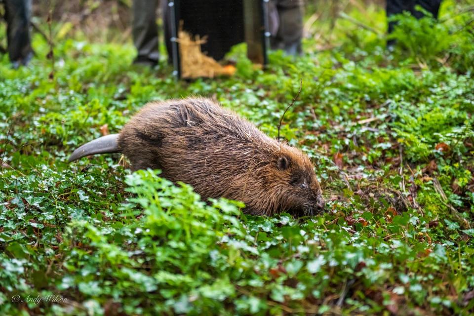 beavers released in cornwall