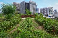 Singapur es un país superpoblado en el que menos del 1% de sus tierras están dedicadas al cultivo. Por ello, las autoridades están promoviendo la creación de huertos urbanos en los tejados de los edificios. (Foto: Roslan Rahman / AFP / Getty Images).