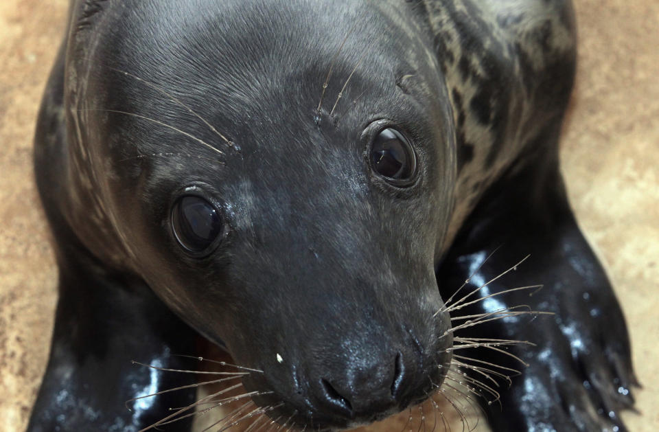 Seal pups