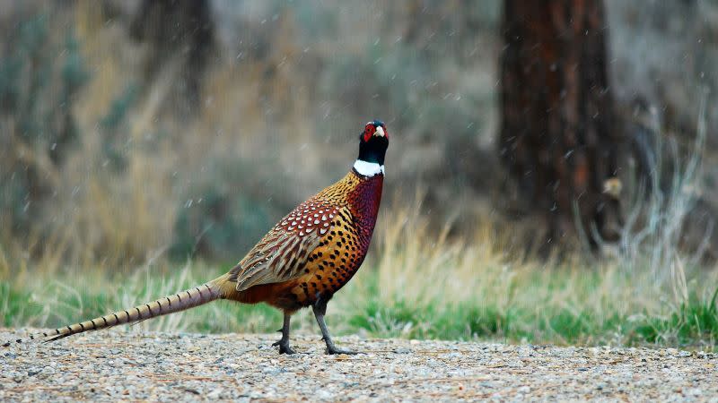 Pheasant bird