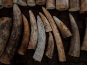 Ivory, seized from various shipments in past years, is laid out to be crushed by the National Parks Board (NParks) at a facility in Singapore