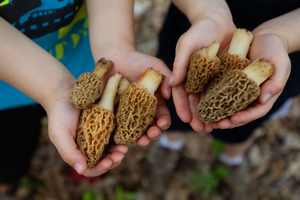 The "prime time" to hunt morel mushrooms is from mid-March to late April. Morel mushrooms can traditionally be found in low, moist areas. South-facing hillsides are also a good place to find the mushrooms.