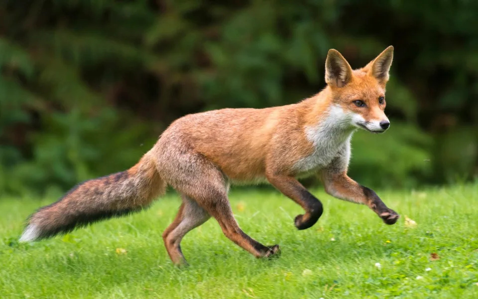 rspb foxes - James Warwick