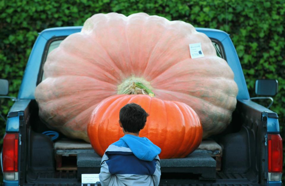 HALF MOON BAY, CA - OCTOBER 11: A young boy looks at giant pumpkins in the back of a pickup truck before the start of the 37th Annual Safeway World Championship Pumpkin Weigh-Off on October 11, 2010 in Half Moon Bay, California. Ron Root of Citrus Heights, California won the competition with a 1,535 pound pumpkim and took home $9,210 in prize money equal to $6 a pound. (Photo by Justin Sullivan/Getty Images) *** BESTPIX ***