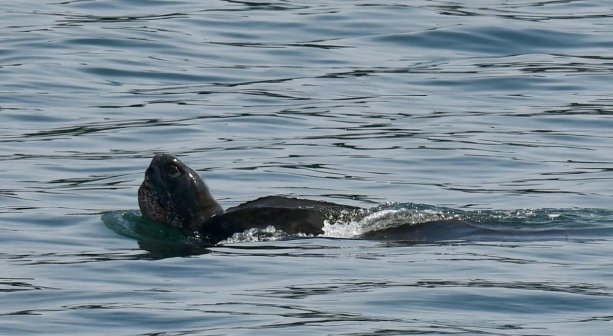 A leatherback turtle was spotted in the Bay of Fundy by a whale-watching tour on Tuesday. (Quoddy Link Marine/Facebook - image credit)