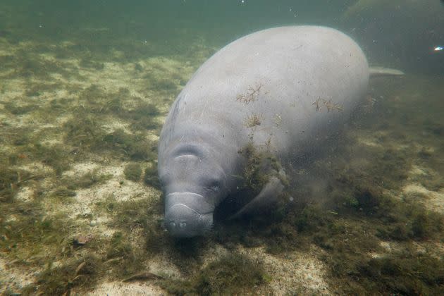 A manatee swims in the Homosassa River on Oct. 5, 2021, in Homosassa, Florida.