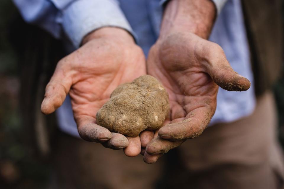 Truffle hunting