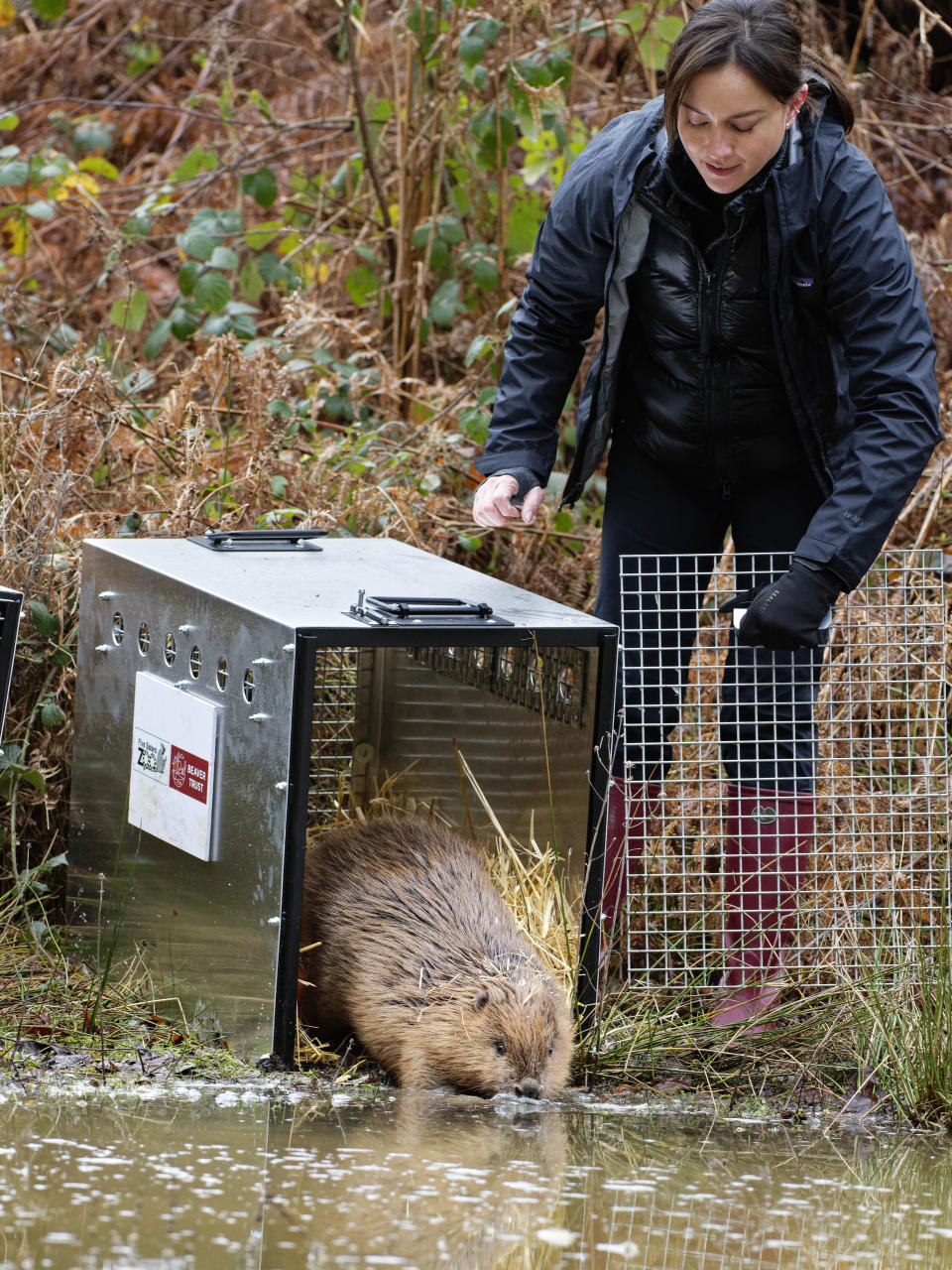 Mandy Lieu releasing one of the beavers from its cage at the water's edge in the enclosure (Nick Upton/Ewhurst/PA)
